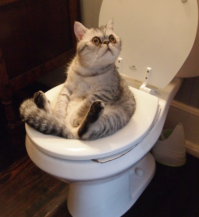 Клинический подход к хронической диарее (запись лекции в СДО)