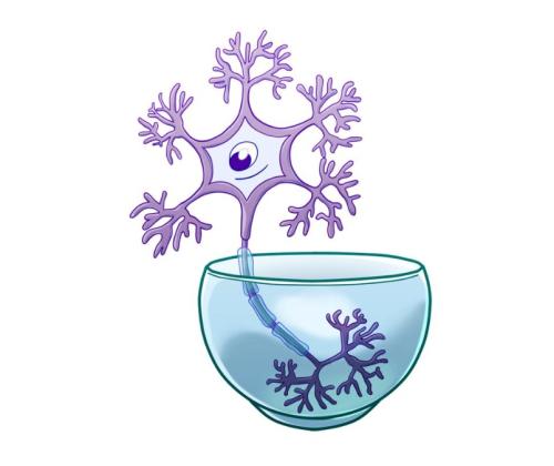 Базовый курс «Неврариум»