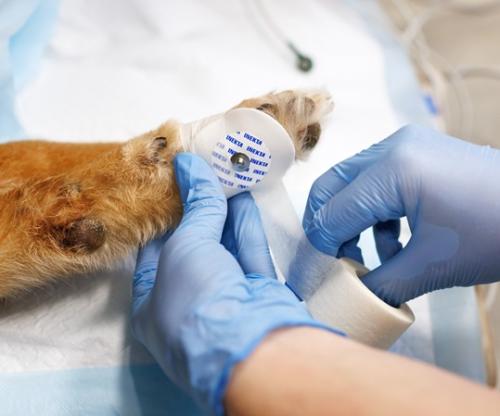 Ежегодная анестезиологическая конференция 2025 (запись лекций в СДО)