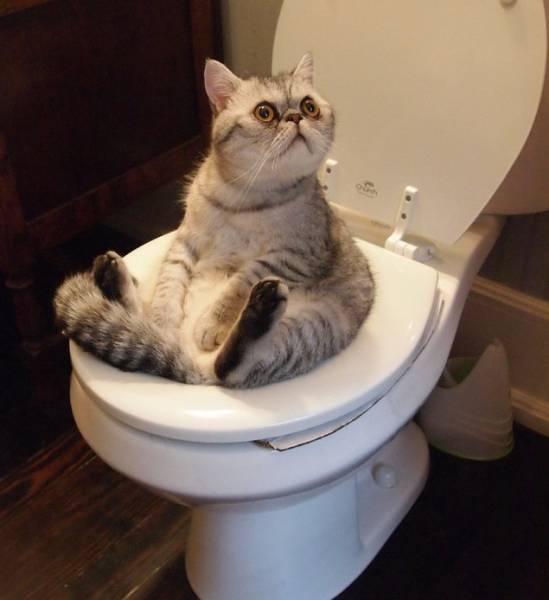 Клинический подход к хронической диарее (запись лекции в СДО)